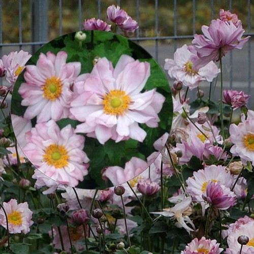 Anemone x hybrida 'Mont Rose' - Hübriidülane 'Mont Rose' P9/0,55L